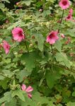 Garden Flowers Snowcup, Spurred Anoda, Wild Cotton (Anoda cristata) Photo; pink