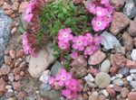 Garden Flowers Soapwort (Saponaria) Photo; pink