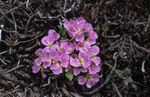 Garden Flowers Solms-Laubachia  Photo; pink