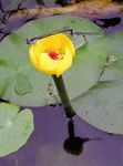 Gartenblumen Südlichen Spatterdock, Gelb Teich Lilie, Gelbe Kuh Lilie (Nuphar) Foto; gelb