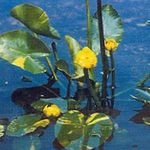 Garden Flowers Southern Spatterdock, Yellow Pond Lily, Yellow Cow Lily (Nuphar) Photo; yellow