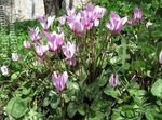 Garden Flowers Sow Bread, Hardy Cyclamen  Photo; lilac