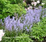Garden Flowers Spanish Bluebell, Wood Hyacinth (Endymion hispanicus, Hyacinthoides hispanica) Photo; light blue