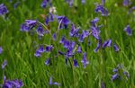 Garden Flowers Spanish Bluebell, Wood Hyacinth (Endymion hispanicus, Hyacinthoides hispanica) Photo; blue