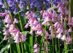 Garden Flowers Spanish Bluebell, Wood Hyacinth (Endymion hispanicus, Hyacinthoides hispanica) Photo; pink