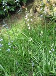 Garden Flowers Spanish Hyacinth (Brimeura amethystina) Photo; light blue