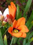 Sparaxis, Harlekin Blomst Foto og egenskaber