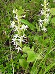 Species Orchid, Lesser Butterfly Orchid, Two-Leafed Platanthera