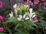 Spider Flower, Spider Legs, Grandfather's Whiskers (Cleome) Photo; white