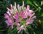 Spider Flower, Spider Legs, Grandfather's Whiskers (Cleome) Photo; pink