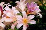 Garden Flowers Spider Lily, Surprise Lily (Lycoris) Photo; pink