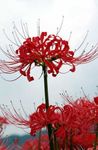 Garden Flowers Spider Lily, Surprise Lily (Lycoris) Photo; red