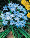 Spring Starflower (Ipheion) Photo; light blue