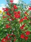Garden Flowers Standing Cypress, Scarlet Gilia (Ipomopsis) Photo; red