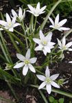 Gartenblumen Sterne-Of-Bethlehem (Ornithogalum) Foto; weiß