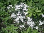 Garden Flowers Star-of-Bethlehem (Ornithogalum) Photo; white