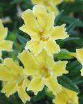 Sticky Monkeyflower (Mimulus aurantiacus) Photo; yellow