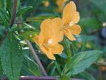 garður blóm Sticky Monkeyflower (Mimulus aurantiacus) mynd; appelsína