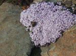 Garden Flowers Stonecress, Aethionema  Photo; lilac