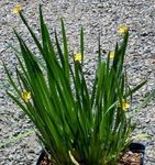 Stout Blue-eyed Grass, Blue eye-grass