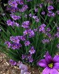 Garden Flowers Stout Blue-eyed Grass, Blue eye-grass (Sisyrinchium) Photo; lilac