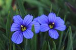 Gartenblumen Stout Blauäugige Gras, Blauer Augen Gras (Sisyrinchium) Foto; hellblau