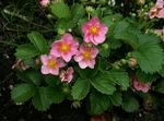 Tuin Bloemen Aardbei (Fragaria) foto; roze