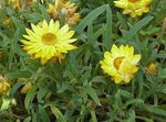 秸秆花，纸雏菊 (Helichrysum bracteatum) 照; 黄