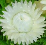 Strawflowers, Paper Daisy (Helichrysum bracteatum) Photo; white