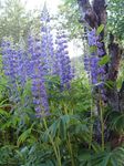 Garden Flowers Streamside Lupin (Lupinus) Photo; blue