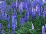 Záhradné kvety Streamside Lupina (Lupinus) fotografie; modrá