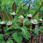 Striped Cobra Lily, Chinese Jack-in-the-Pulpit