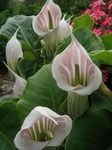 Garden Flowers Striped Cobra Lily, Chinese Jack-in-the-Pulpit (Arisaema) Photo; pink