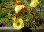 მზე ქარხანა, Portulaca, ვარდი Moss