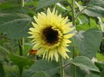 bláthanna gairdín Lus Na Gréine (Helianthus annus) Photo; buí