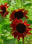 Sunflower (Helianthus annus) Photo; burgundy