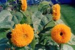 Flores de jardín Girasol (Helianthus annus) Foto; naranja