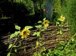 Sunflower (Helianthus annus) Photo; yellow