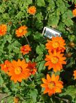 Sunflower Tree, Tree Marigold, Wild Sunflower, Mexican Sunflower 