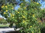 Sunflower Tree, Tree Marigold, Wild Sunflower, Mexican Sunflower (Tithonia) Photo; yellow