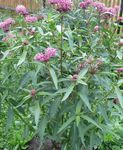 Garden Flowers Swamp milkweed, Maypops, Rose Milkweed, Red Milkweed (Asclepias incarnata) Photo; pink