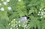 Sweet cicely 