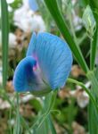 Garden Flowers Sweet Pea (Lathyrus odoratus) Photo; light blue