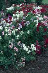 Garden Flowers Sweet Pea (Lathyrus odoratus) Photo; white