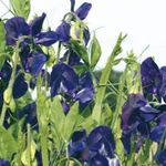 庭の花 スイートピー (Lathyrus odoratus) フォト; 青