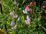 Garden Flowers Sweet Pea (Lathyrus odoratus) Photo; lilac