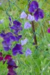Garden Flowers Sweet Pea (Lathyrus odoratus) Photo; purple