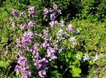 Garden Flowers Sweet rocket, Dame's Rocket (Hesperis) Photo; lilac