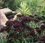 Garden Flowers Sweet William (Dianthus barbatus) Photo; black