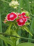 Garden Flowers Sweet William (Dianthus barbatus) Photo; red